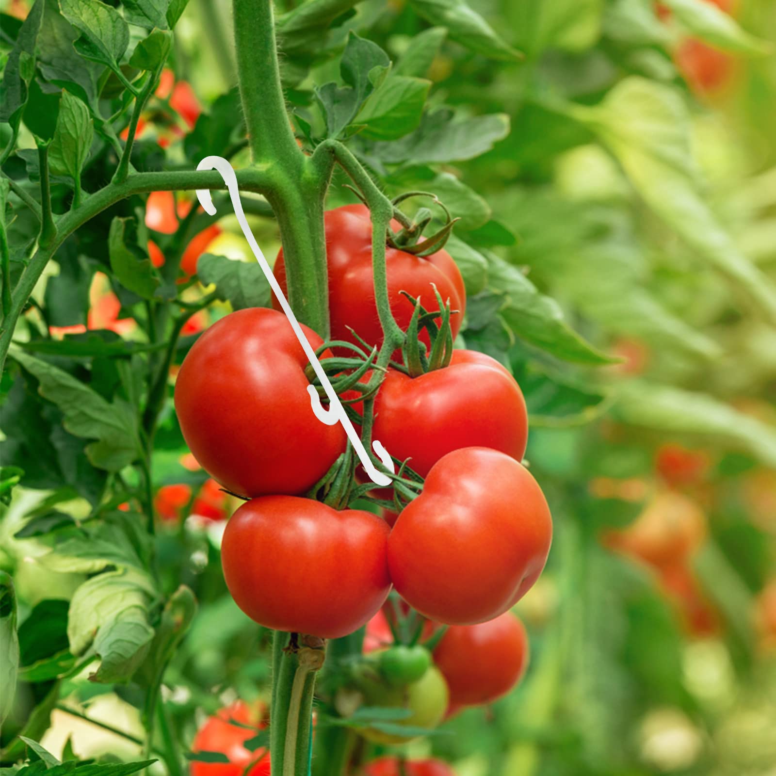 KINGLAKE 100 Pcs Tomato Support Clips Tomato Vegetable Support J-Hook Clips to Prevent Tomatoes from Pinching or Falling Off - Image 6