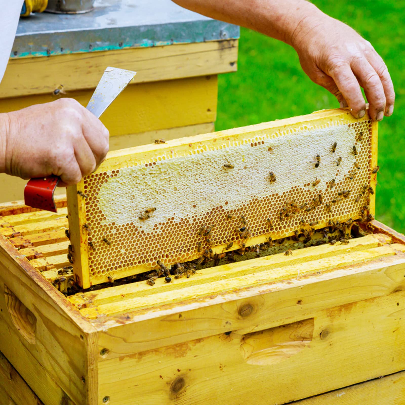 KINGLAKE Steel Hive Tool The Best Paint Scraping Tool Bee Hive Frame Lifter and Scraper for Beekeepers 9 Inch - Image 5